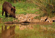 Calabria proroga caccia di selezione al cinghiale calabria proroga caccia di selezione al cinghiale: cinghiale femmina con piccoli vicino a specchio d'acqua