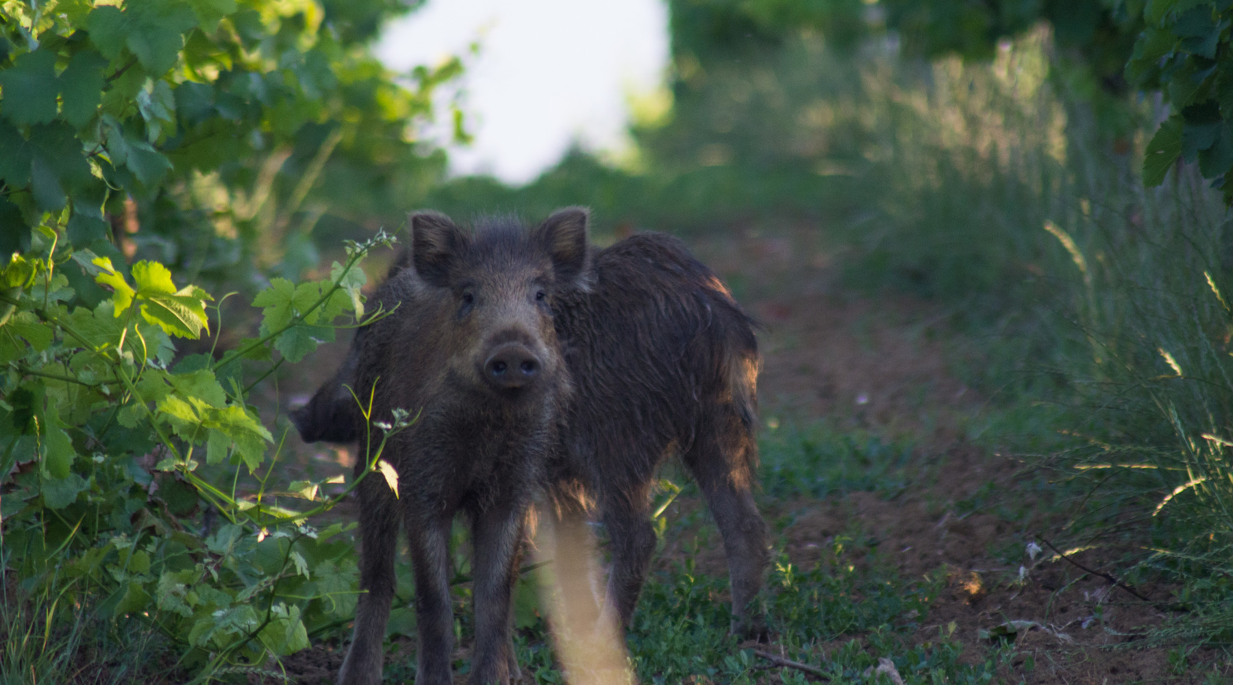 Controllo degli ungulati, novità in Toscana Controllo degli ungulati: cinghiali in vigna
