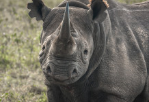 Importazione di fauna selvatica esotica: proposta di modifica alla legge delega importazione di fauna selvatica_ rinoceronte nero