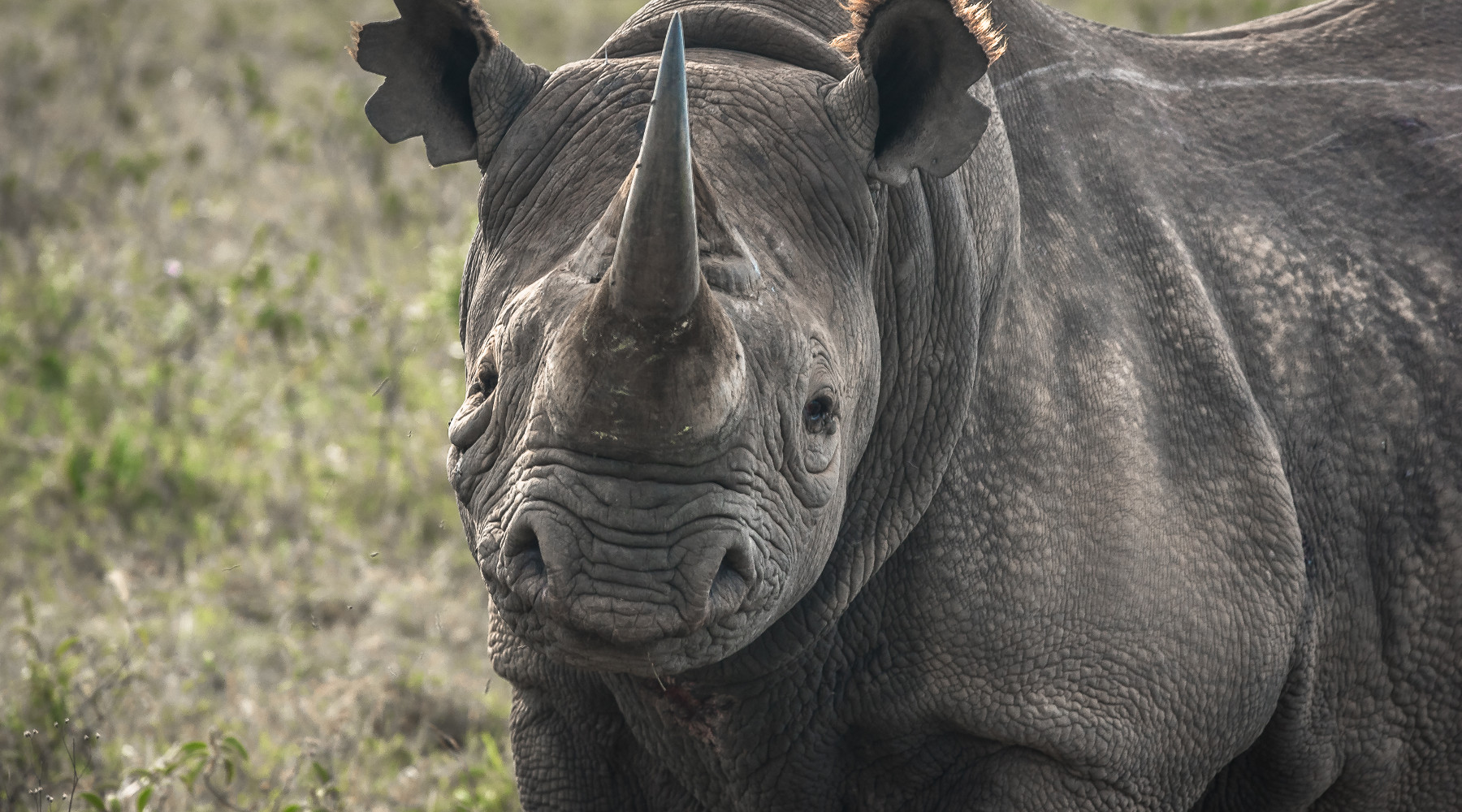 Importazione di fauna selvatica esotica proposta di modifica alla legge delega importazione di fauna selvatica_ rinoceronte nero