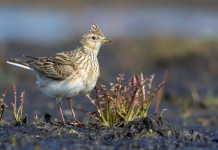 Piano di gestione dell’allodola, cabina di regia scrive al governo piano di gestione dell'allodola: allodola in ambiente naturale