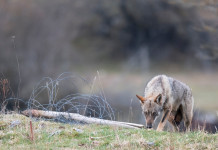 Piano nazionale lupo, conclusa la prima fase piano nazionale lupo: lupo in appennino