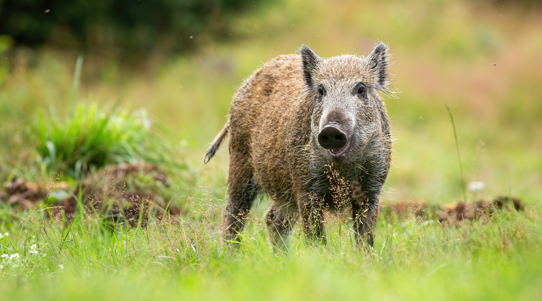 Caccia di selezione al cinghiale in Toscana, il corso di Cedaf caccia di selezione al cinghiale
