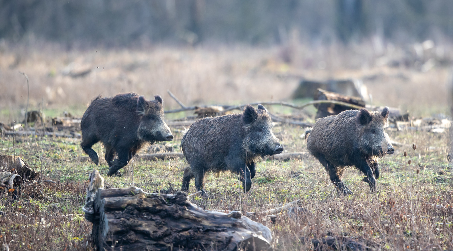 Cacciatori nel controllo faunistico, la richiesta di Forza Italia Friuli controllo faunistico e cacciatori: tre cinghiali corrono nel bosco