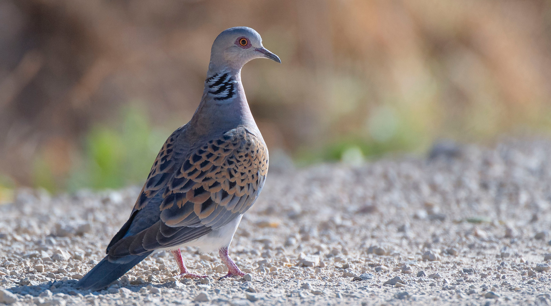 Conservazione della tortora, l’intergruppo Caccia scrive alla Commissione conservazione della tortora: tortora in ambiente naturale