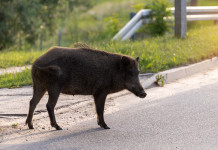 Contenimento del cinghiale in città, l’ordinanza del Comune di Perugia Contenimento del cinghiale in città