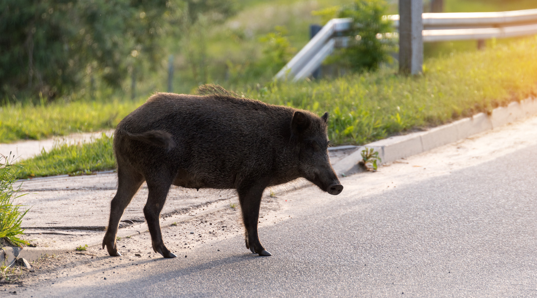 Contenimento del cinghiale in città, l’ordinanza del Comune di Perugia Contenimento del cinghiale in città