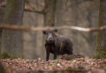 Filiera della carne di cinghiale, Basilicata pronta a definire iter Filiera della carne di cinghiale, Basilicata pronta a definire iter