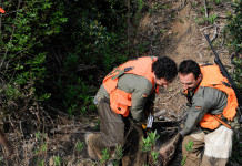 La sicurezza a caccia: le regole fondamentali sicurezza a caccia: tre cacciatori con la spoglia di un cinghiale abbattuto
