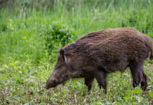 Peste suina africana, l’iniziativa di Federcaccia peste suina africana: cinghiale nel bosco