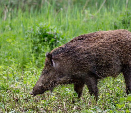 Peste suina africana, l’iniziativa di Federcaccia peste suina africana: cinghiale nel bosco