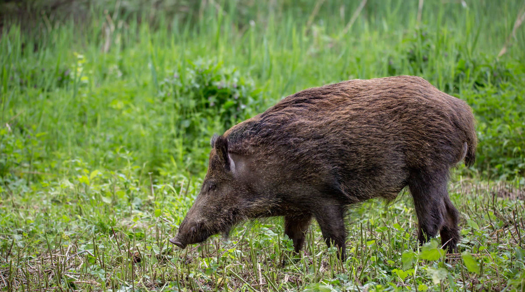 Peste suina africana, l’iniziativa di Federcaccia peste suina africana: cinghiale nel bosco