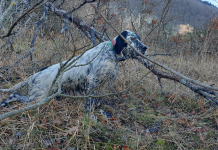 Le parole di un cane da beccaccia: da leggere cane da beccaccia