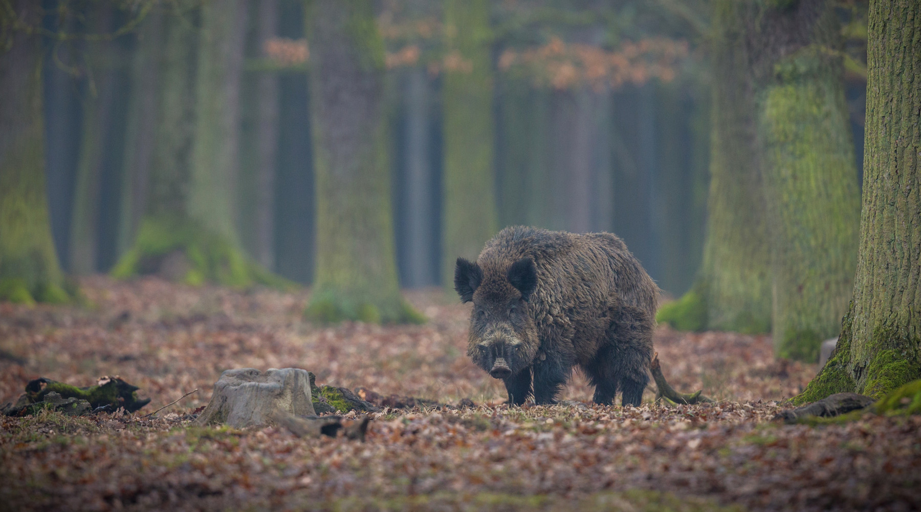 Controllo faunistico, Emilia Romagna chiede modifica della legge quadro controllo faunistico, cinghiale nella foresta