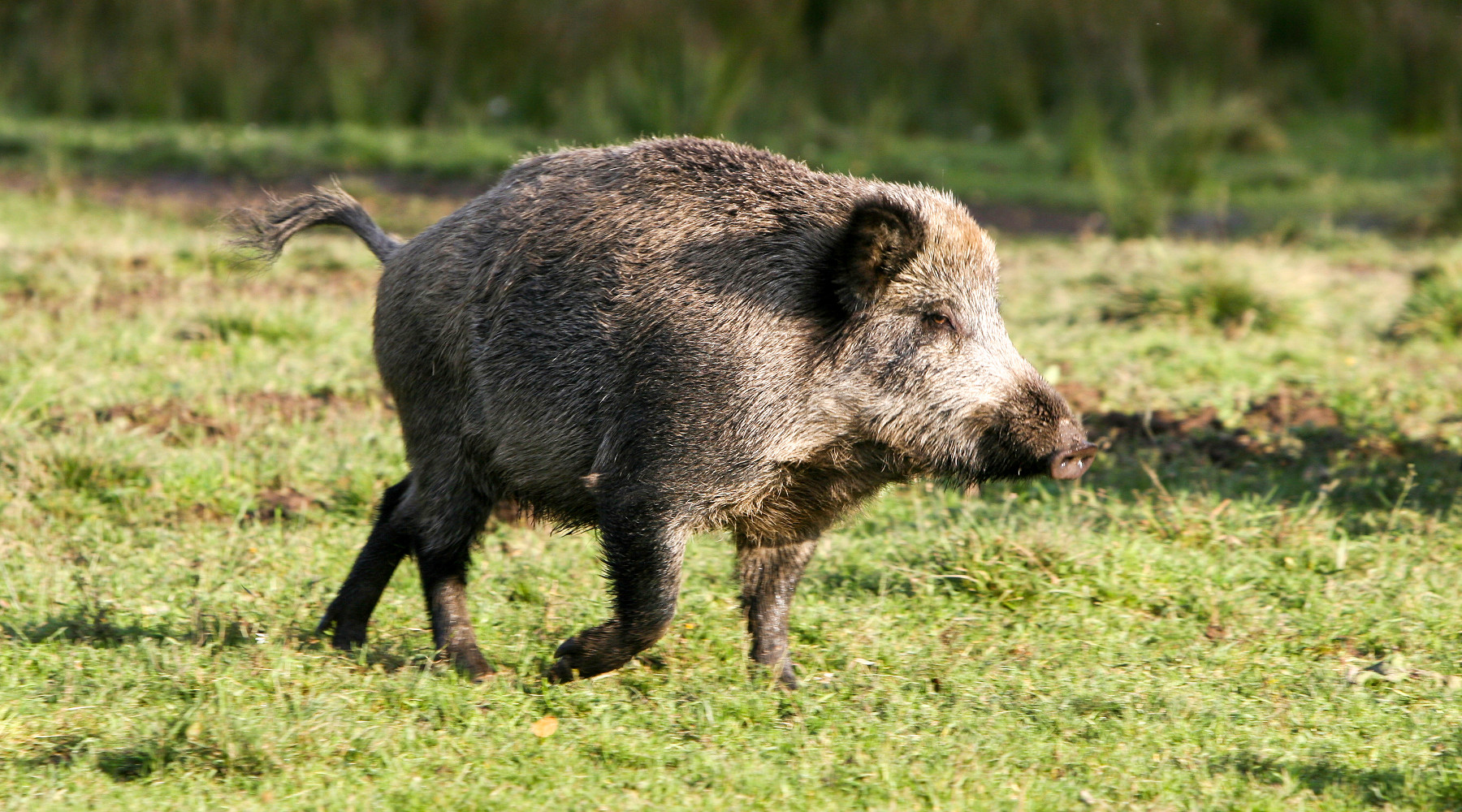 Gestione del cinghiale, Gallinella (5 Stelle) serve polizia ambientale forestale gestione del cinghiale: cinghiale in un bosco