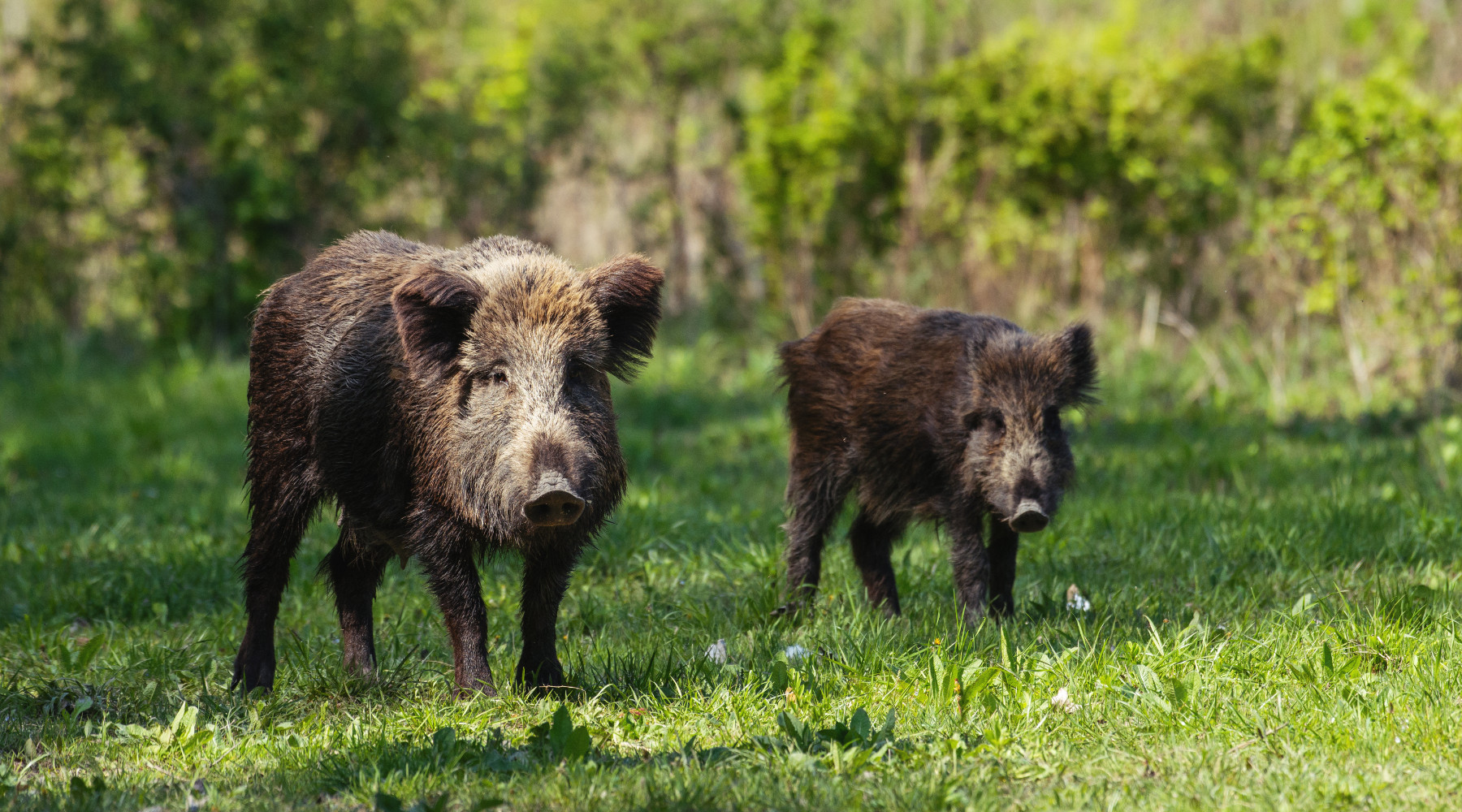 Gestione del cinghiale, Sardegna chiede modifica alla legge quadro sulla caccia Gestione del cinghiale: due cinghiali nel bosco