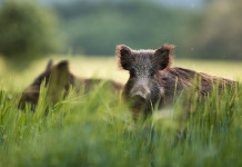 Gestione del cinghiale: la proposta della Lombardia gestione del cinghiale: due cinghiali nell'erba alta