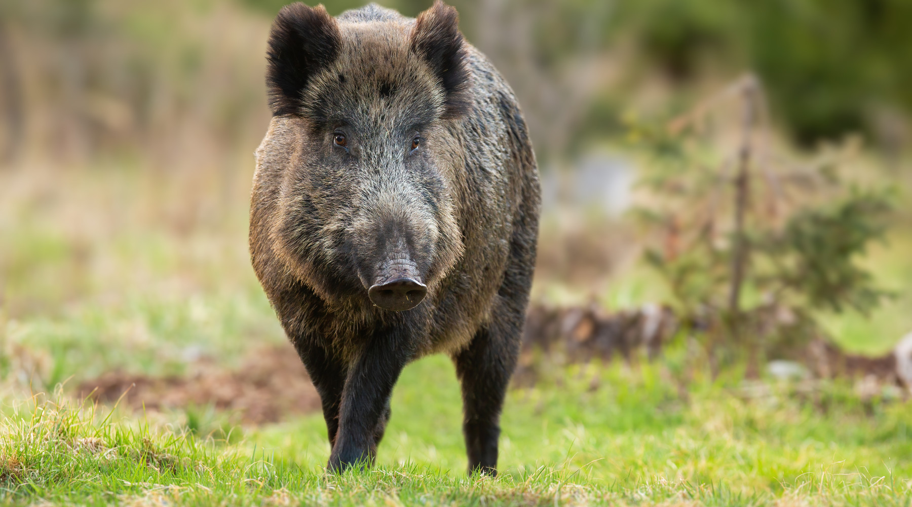 Legge sulla caccia, Cia Agricoltori commenta la decisione del Senato legge sulla caccia: cinghiale nel bosco