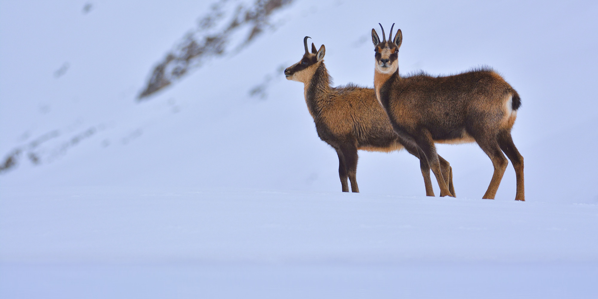 L’impatto del riscaldamento globale sul camoscio L’impatto del riscaldamento globale sul camoscio: due camosci sulla neve