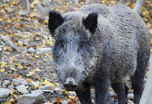 Risarcimento danni da fauna selvatica, da Umbria fondi ad Atc Risarcimento danni da fauna selvatica: cinghiale nella foresta