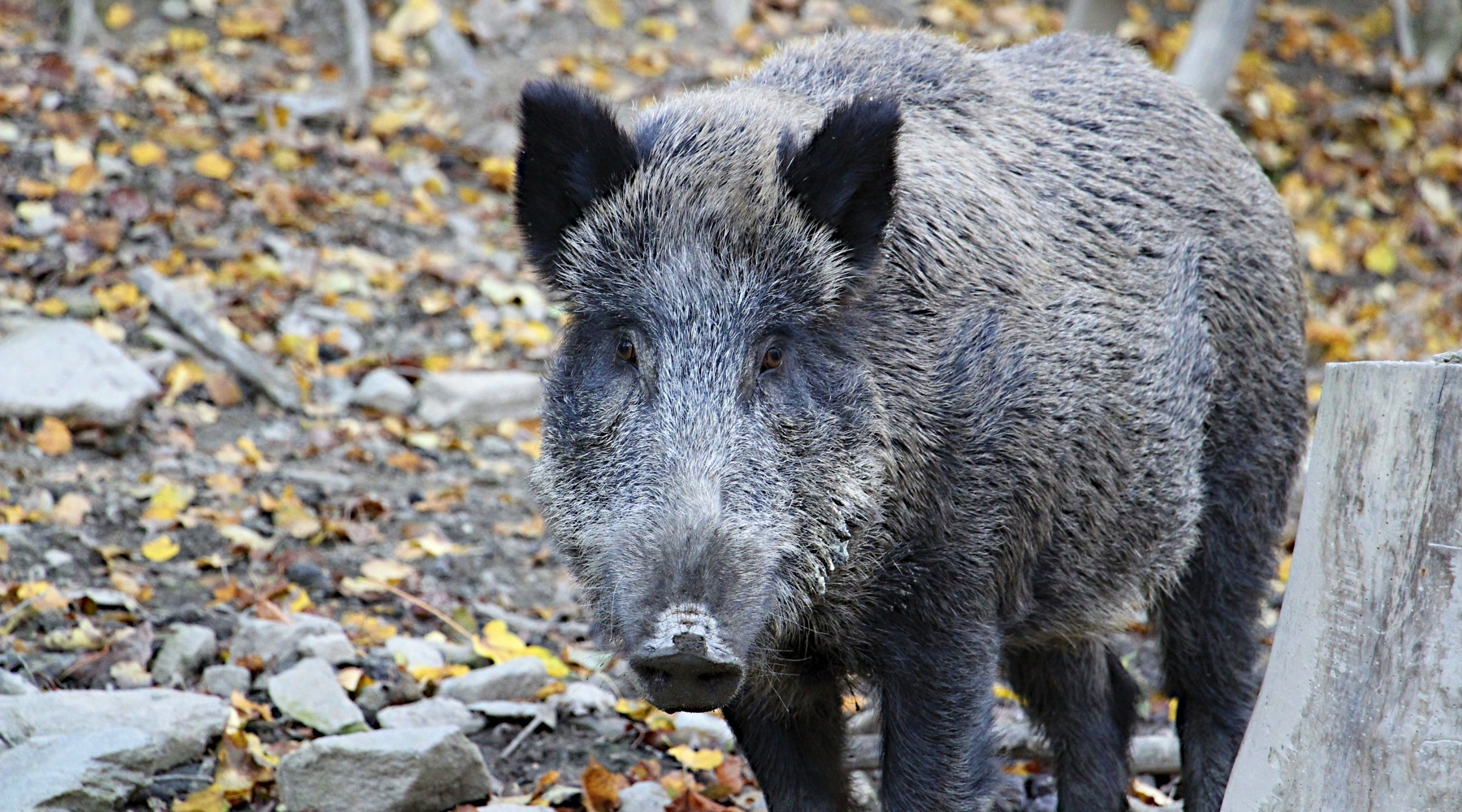 Risarcimento danni da fauna selvatica, da Umbria fondi ad Atc Risarcimento danni da fauna selvatica: cinghiale nella foresta