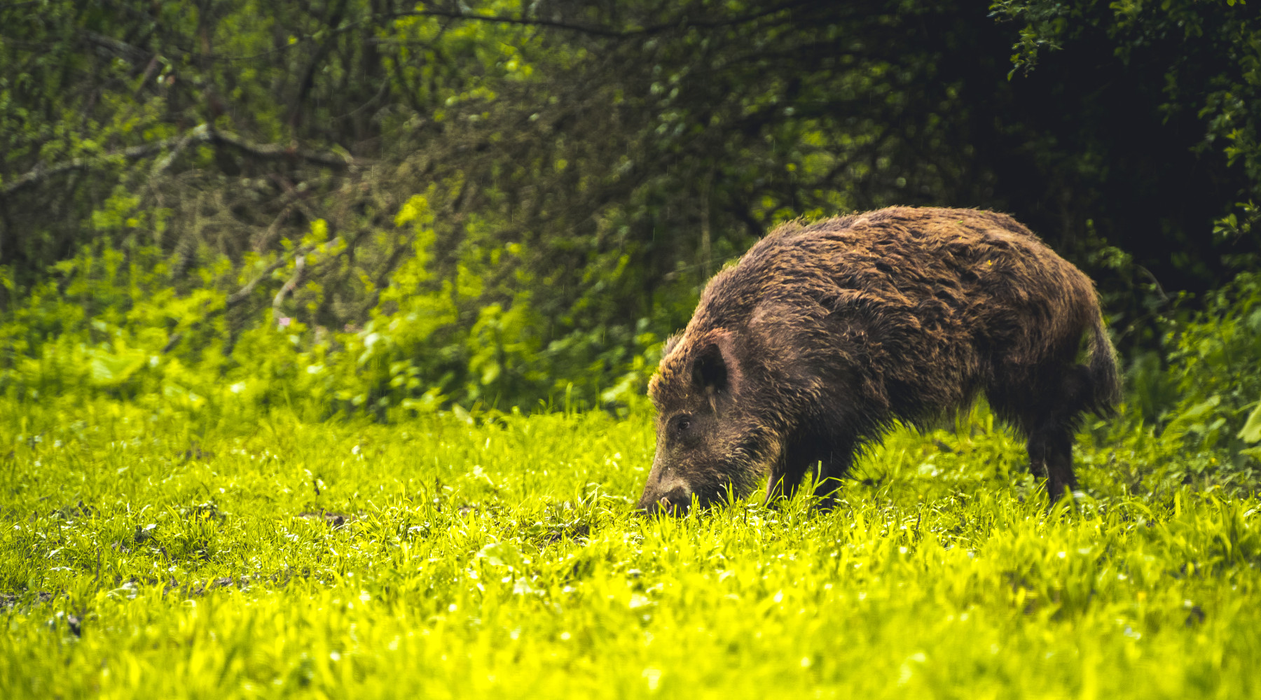 Caccia al cinghiale nel Lazio ecco il disciplinare Caccia al cinghiale nel Lazio