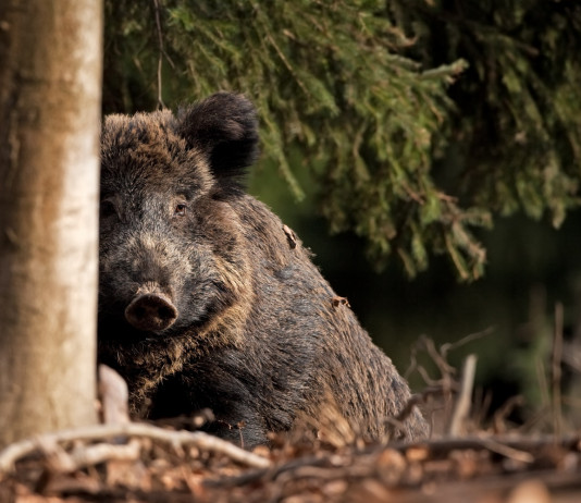 Peste suina africana, la Toscana si attiva Peste suina africana: cinghiale nel bosco