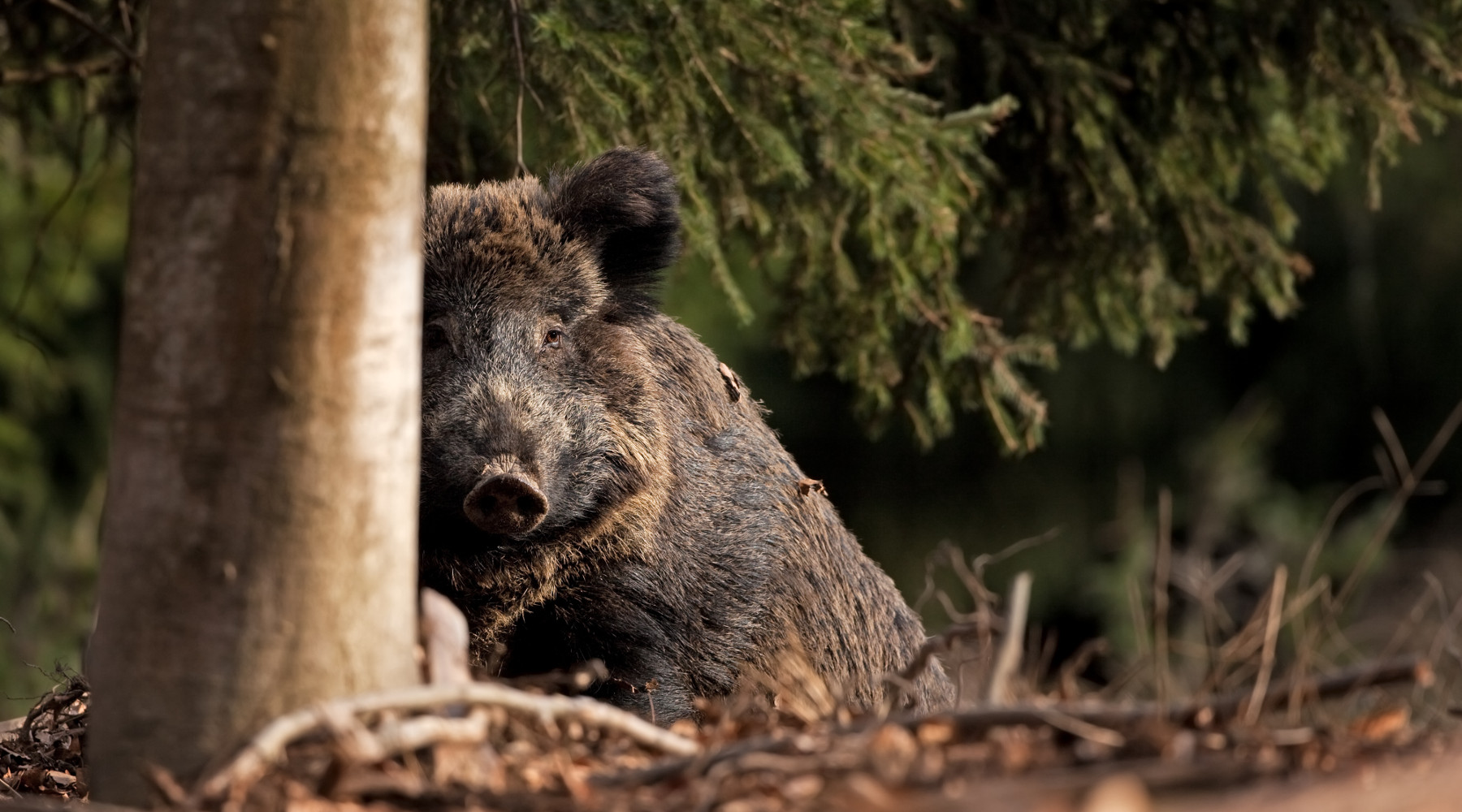 Peste suina africana, la Toscana si attiva Peste suina africana: cinghiale nel bosco