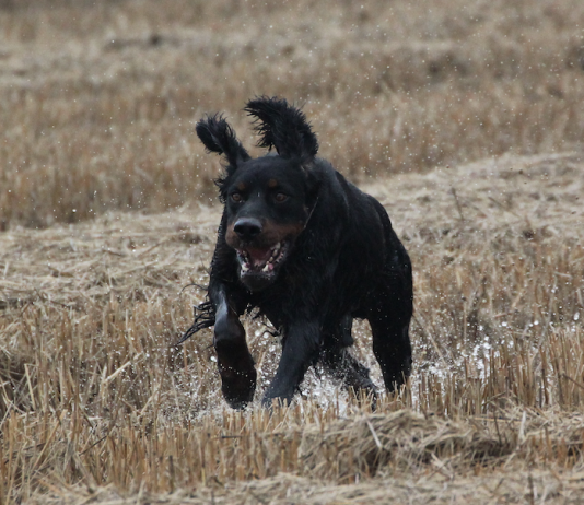 Cani da ferma: setter gordon, il nero che piace setter gordon