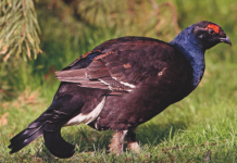 La gestione venatoria del gallo forcello gallo forcello