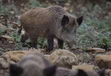 Il foraggiamento attrattivo nel contenimento del cinghiale foraggiamento cinghiale