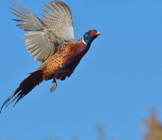 Arcicaccia tra gli enti del terzo settore Arcicaccia tra gli enti del terzo settore: fagiano in volo