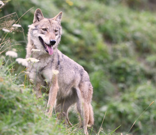 Coesistenza con il lupo: consiglio lombardo approva mozione Coesistenza con il lupo: lupo in montagna