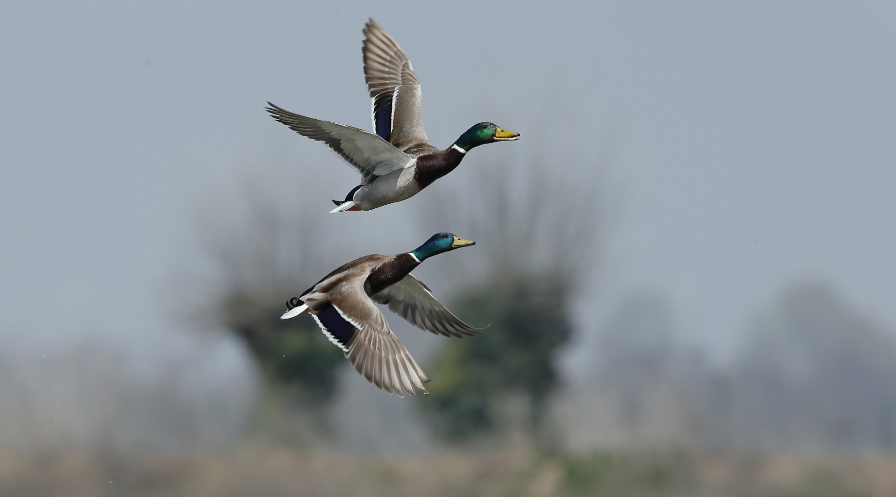 Federcaccia commenta le indicazioni dell’Ispra sulla stagione venatoria Federcaccia commenta le indicazioni dell’Ispra sulla stagione venatoria: due germani in volo