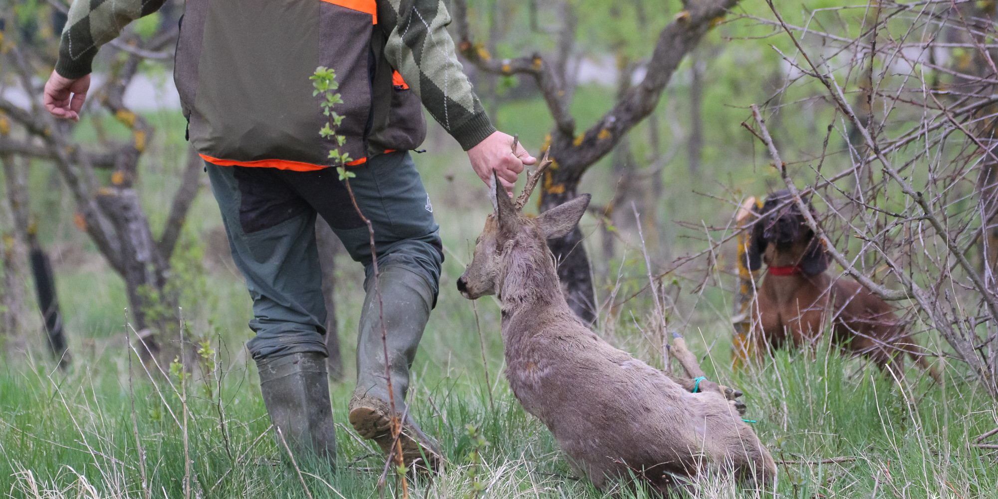 Le zoonosi emergenti malattie tra uomini e animali zoonosi: cacciatore con capriolo abbattuto, davanti a cane da recupero