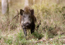 Caccia di selezione al cinghiale in Toscana, i piani per le aree vocate Caccia di selezione al cinghiale in Toscana, i piani per le aree vocate