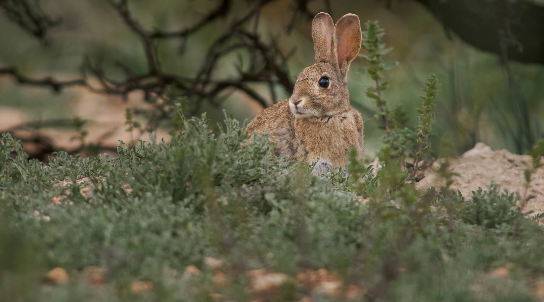 Caccia in Sardegna sciolta la riserva su tre specie Caccia in Sardegna: coniglio selvatico in ambiente naturale