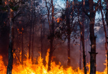 Divieto di caccia per incendio: Senato respinge emendamento Divieto di caccia per incendio: foresta in fiamme