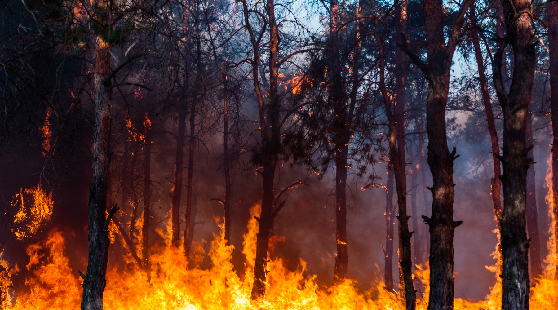 Divieto di caccia per incendio Senato respinge emendamento Divieto di caccia per incendio: foresta in fiamme