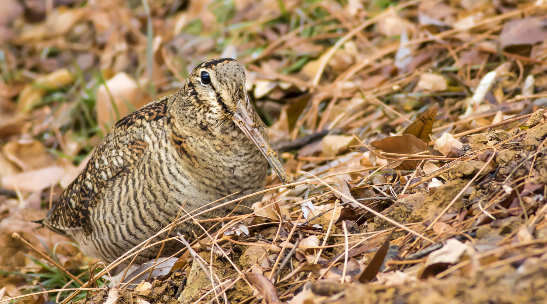 Salvo il calendario venatorio della Puglia Salvo il calendario venatorio della Puglia: beccaccia tra le foglie