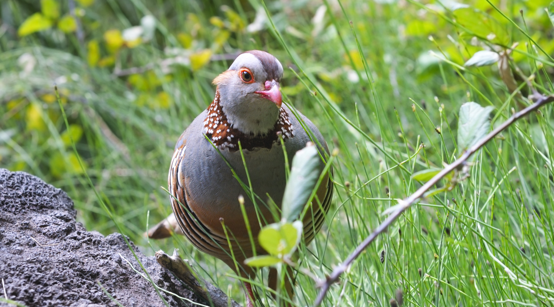 Una giornata in più per lepre sarda e pernice sarda Una giornata in più per lepre sarda e pernice sarda: pernice sarda (alectoris barbara) in mezzo all'erba
