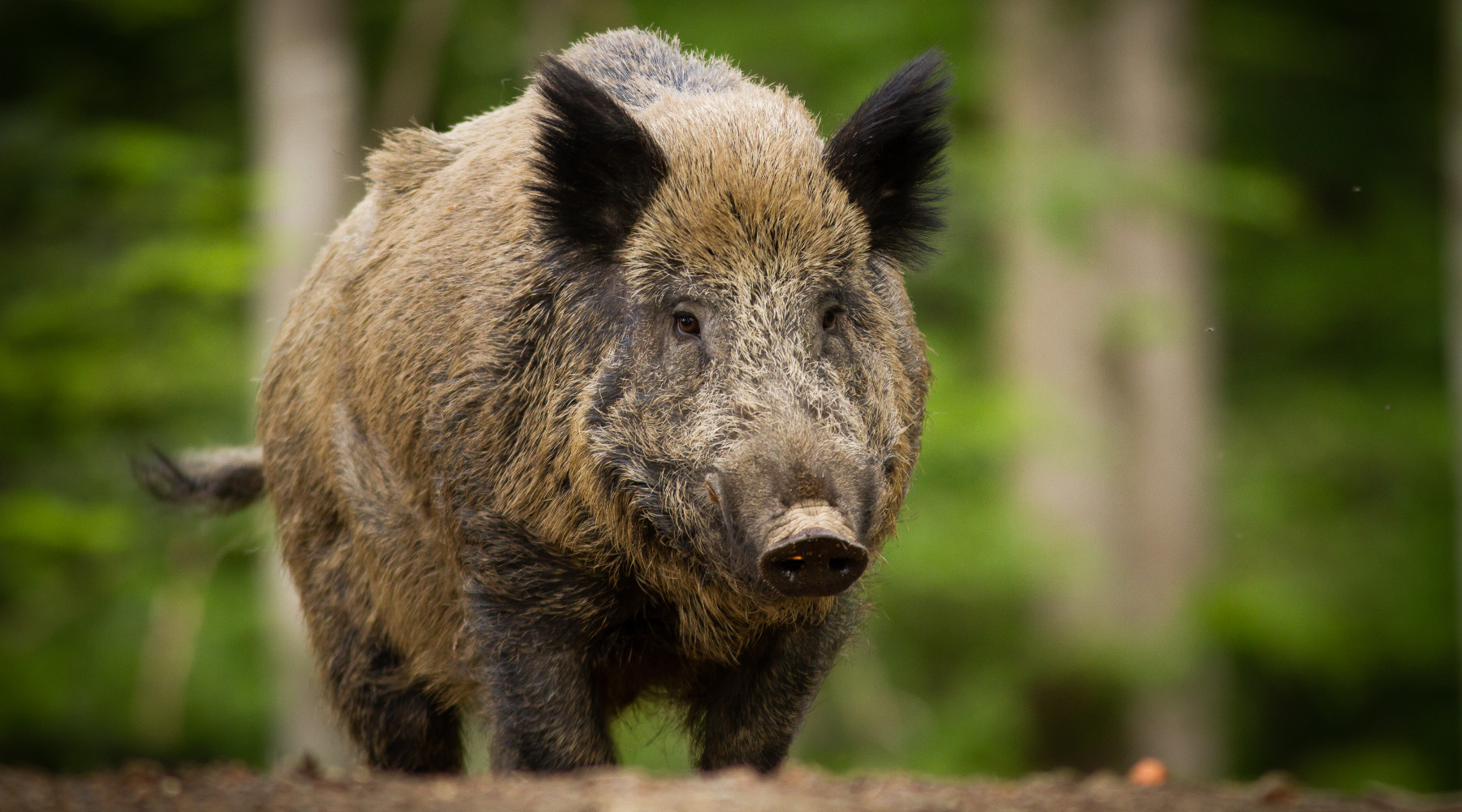 Approvato il nuovo piano d’abbattimento di ungulati in Friuli Venezia Giulia nuovo piano d’abbattimento di ungulati in Friuli Venezia Giulia: cinghiale nella foresta