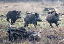 Controllo del cinghiale in Emilia Romagna, le richieste della Lega Controllo del cinghiale in Emilia Romagna: tre cinghiali nella foresta