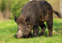 Gestione del cinghiale, la richiesta delle Regioni Gestione del cinghiale: cinghiale a muso basso nell'erba