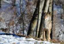 Lupi ibridi, interrogazione in Friuli Venezia Giulia Lupi ibridi sulle Alpi