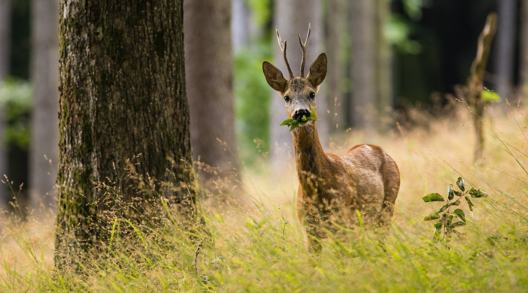 Master in amministrazione e gestione della fauna selvatica aperte le iscrizioni Master in amministrazione e gestione della fauna selvatica: capriolo nella foresta