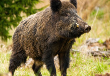 Regolamento sulla caccia in Toscana, le richieste della Cct Regolamento sulla caccia in Toscana: cinghiale in ambiente naturale
