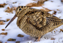 Caccia alla beccaccia in Lombardia: la situazione della settimana di Natale Caccia alla beccaccia in Lombardia: beccaccia sulla neve