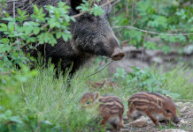Contraccezione dei cinghiali, emendamento in manovra Contraccezione dei cinghiali: cinghiale con due piccoli