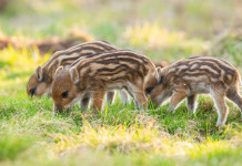 Controllo della fertilità dei cinghiali, al via la sperimentazione Controllo della fertilità dei cinghiali: piccoli di cinghiale mangiano